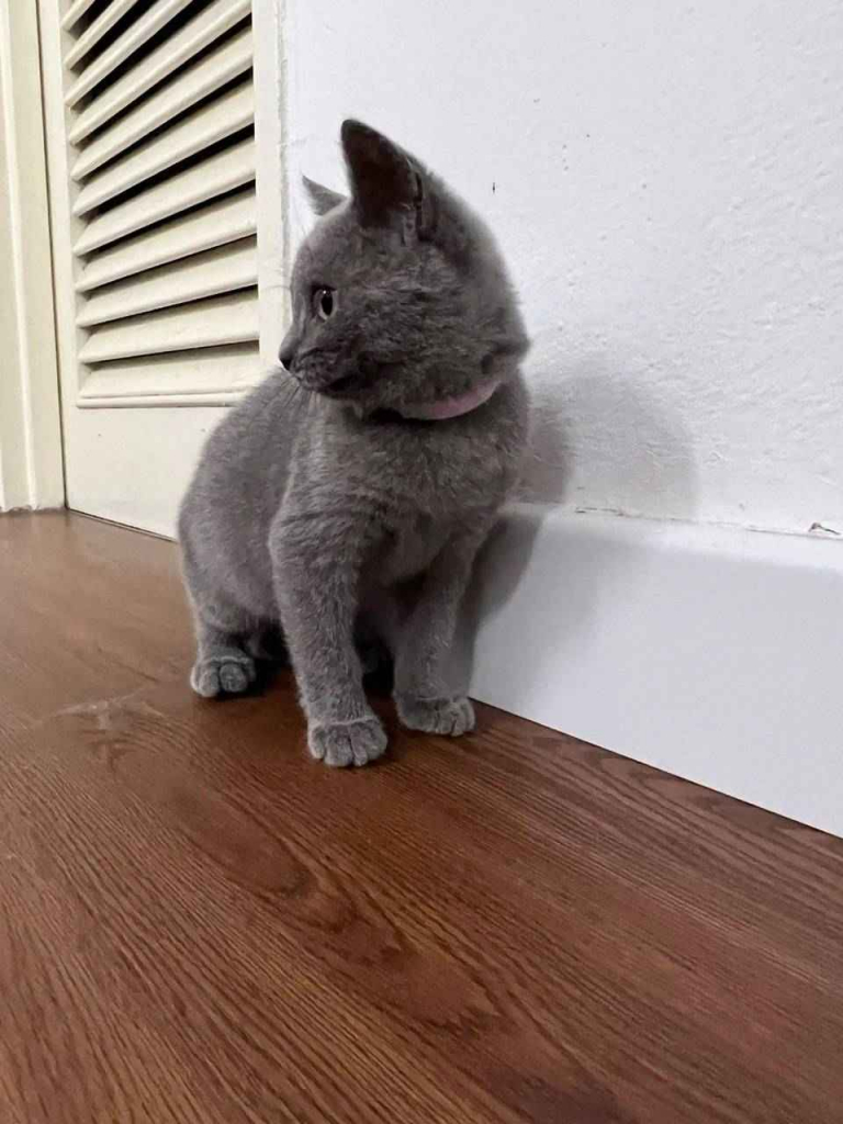 Urocze rodowodowe kocięta rasy brytyjskiej krótkowłosej dostępne! Somonino - zdjęcie 3