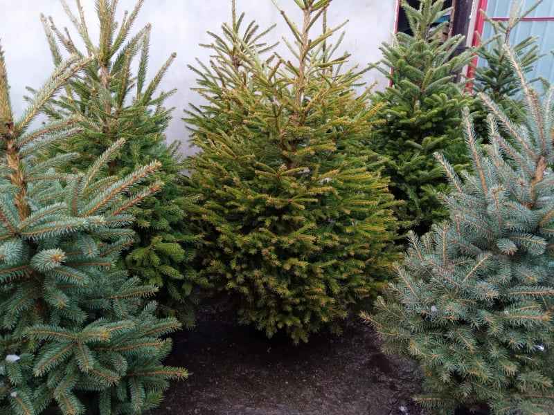 Choinka żywa jodła świerk cięte i w donicy choinki DOWÓZ Sosnowiec - zdjęcie 4