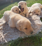 Labrador Retriever Gruszów Wielki - zdjęcie 8