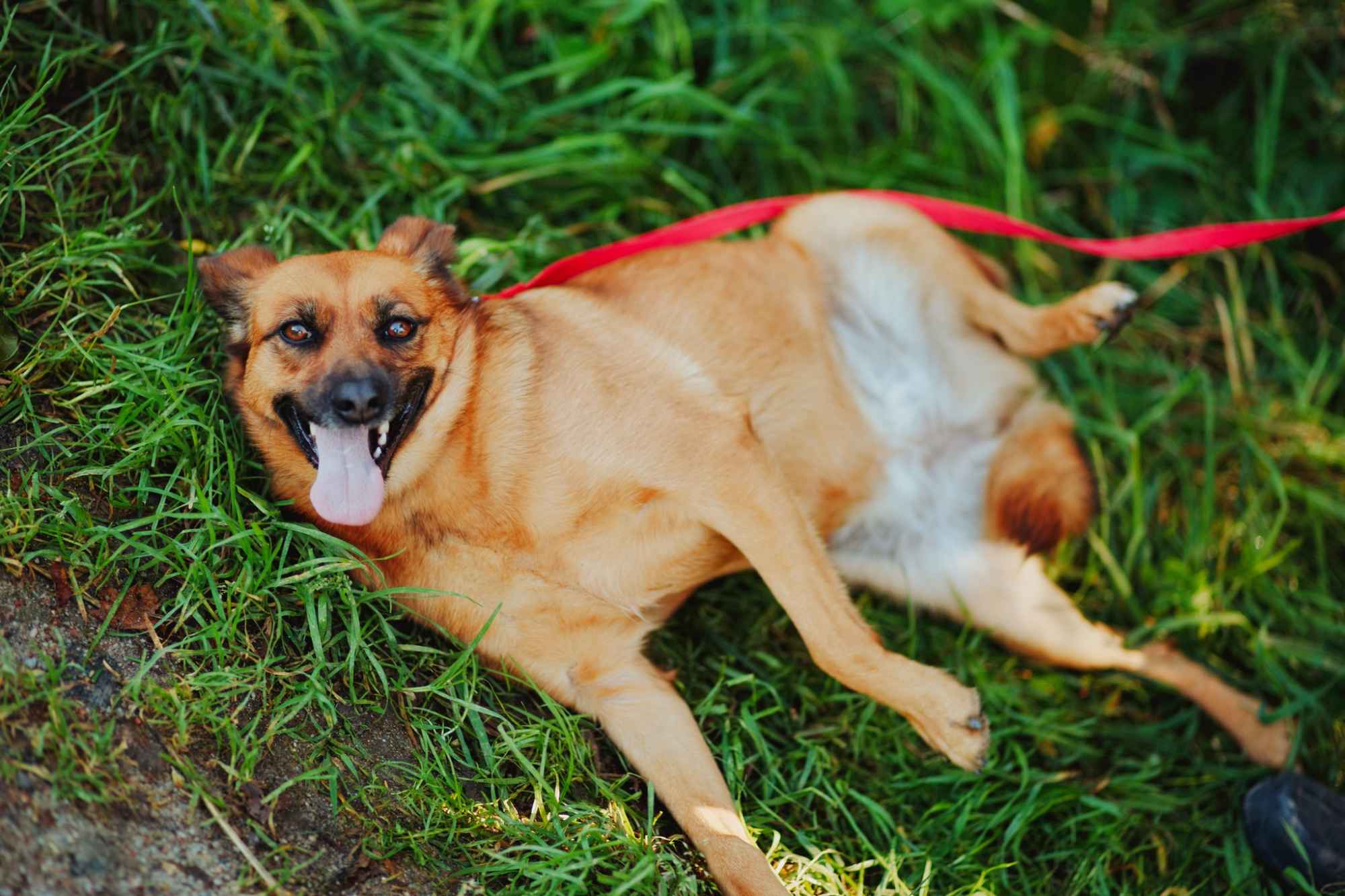 Kora - rozkoszna, delikatna sunia szuka domu! Olsztyn - zdjęcie 2