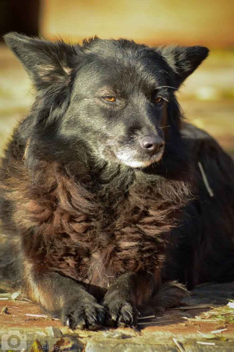 Bleki - psia indywidualistka szuka domu! Olsztyn - zdjęcie 3
