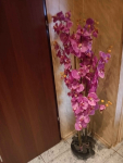 Orchidea fioletowa ok 120cm
