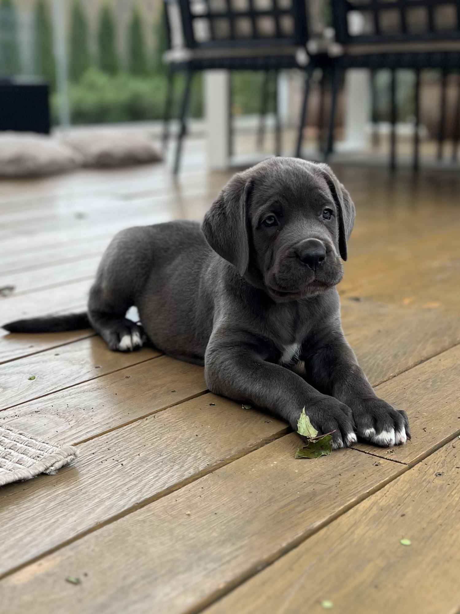 Cane Corso szczeniaki maści błękitnej ur. 06.09.2024 Koźminek - zdjęcie 7