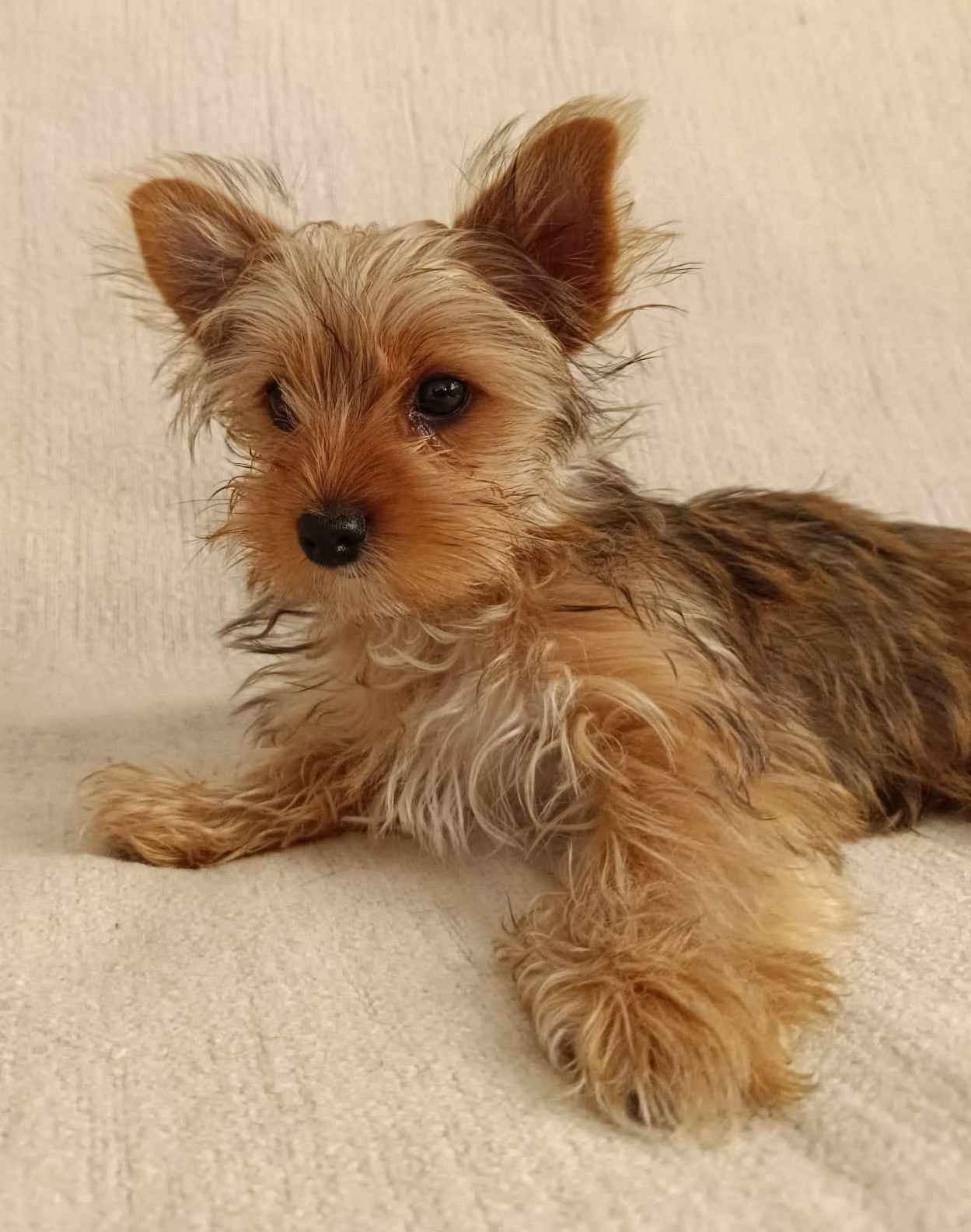 Sprzedam Yorkshire Terrier Biewer Miechów - zdjęcie 2