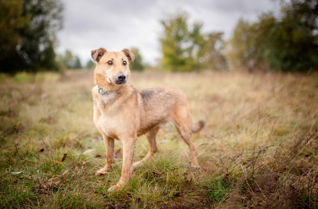 Snikers - kot w ciele psa szuka domu! Olsztyn - zdjęcie 1