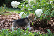 Kawaler Beagle ZKwP (FCI) po Championie Polski Aleksandria - zdjęcie 3