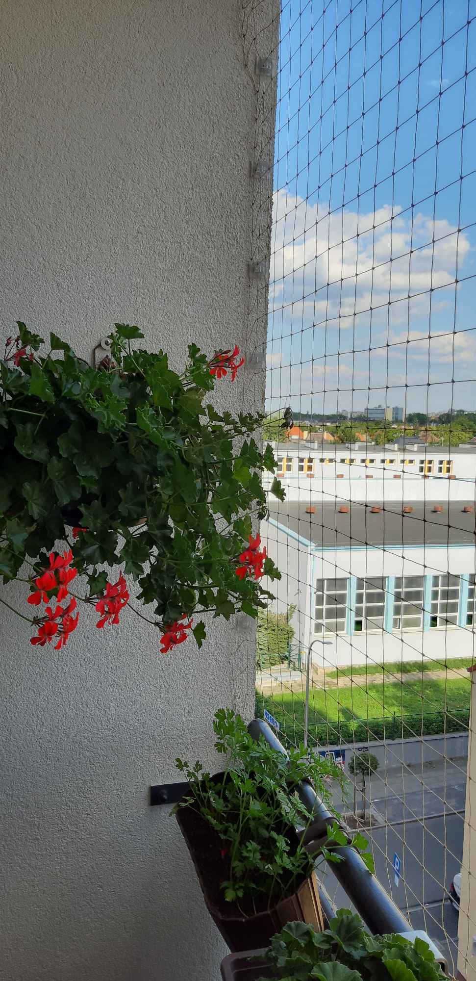 Siatka dla kota Opole Województwo Opolskie Opole - zdjęcie 2