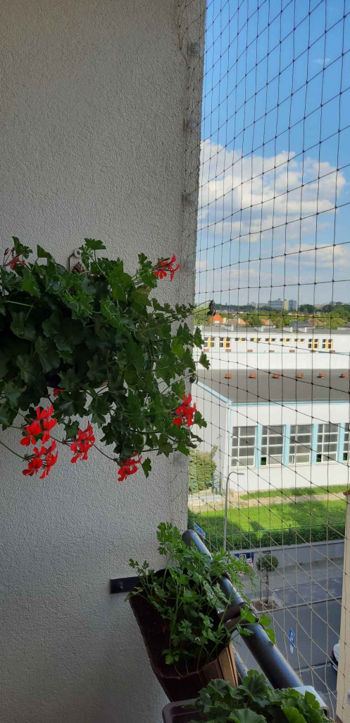 Siatka dla kota Opole Województwo Opolskie Opole - zdjęcie 2