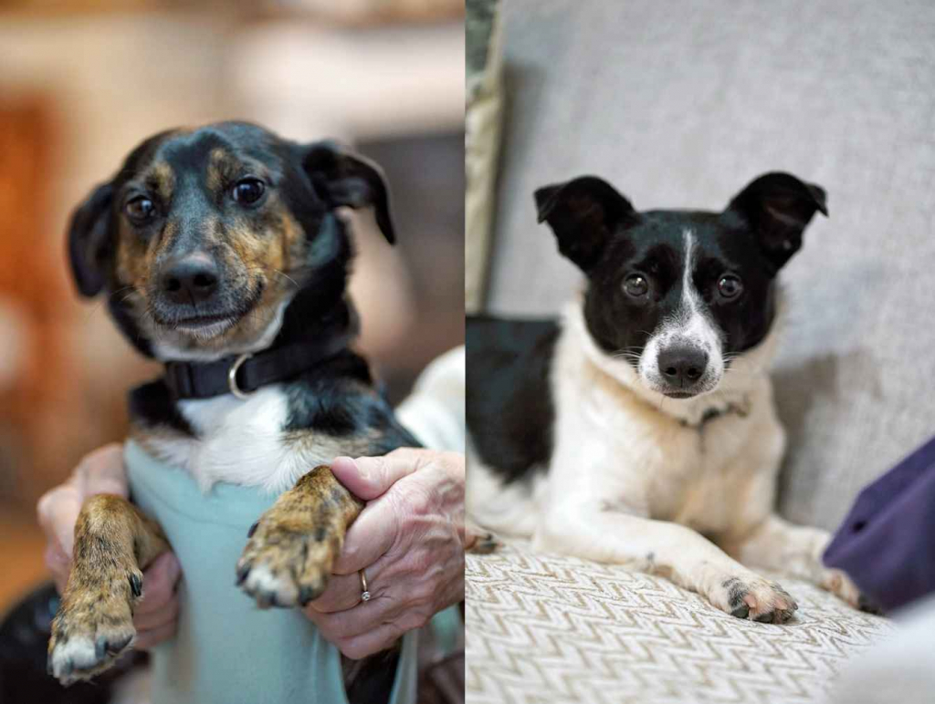 Dwie nakolankowe, domowe, wesołe sunieczki! Olsztyn - zdjęcie 1