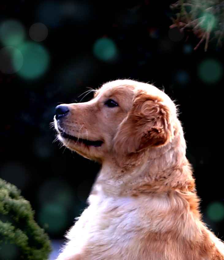 GOLDEN RETRIEVER- typ amerykański, złote szczenięta, ZKwP Psie Pole - zdjęcie 1