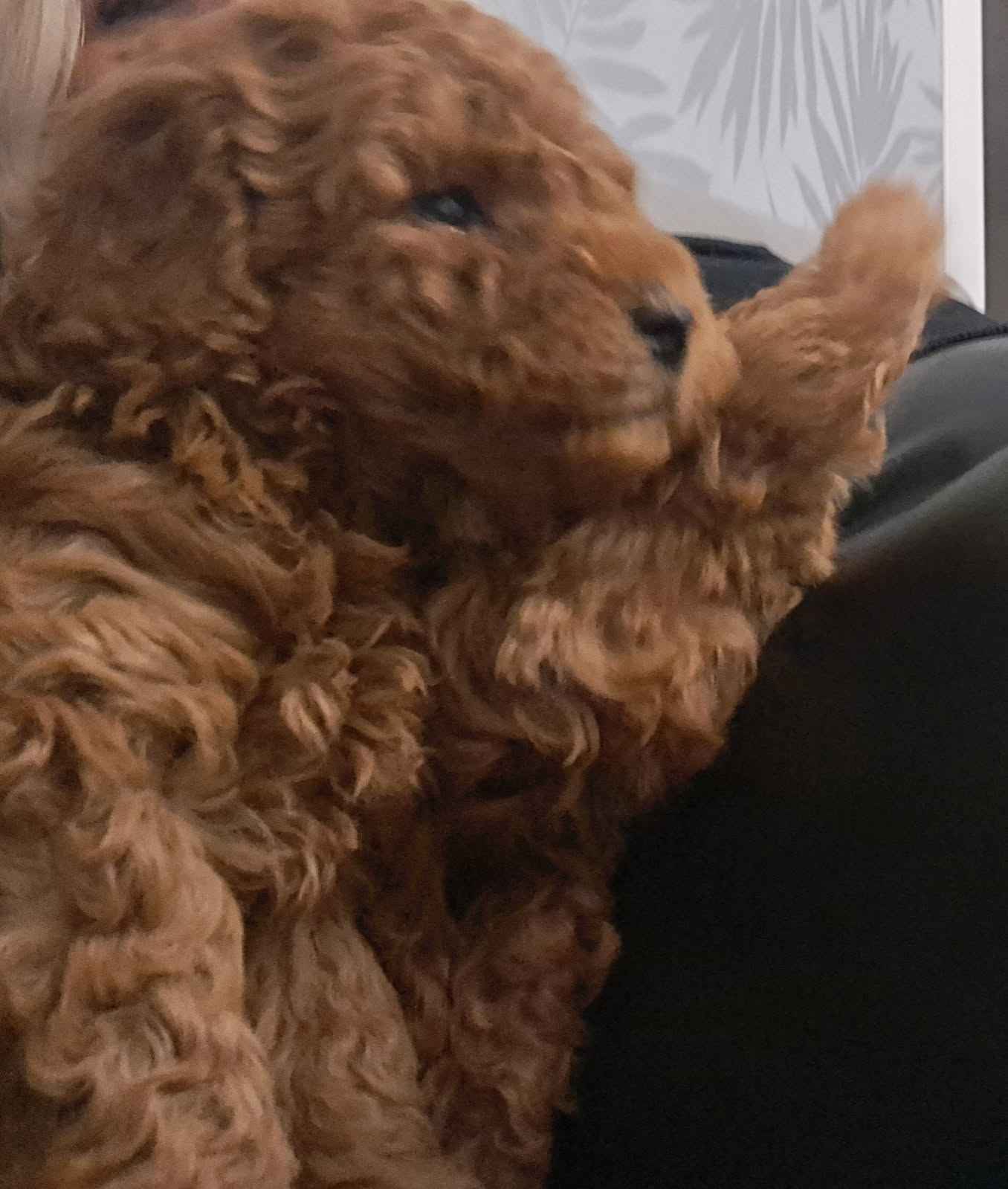 Pudel Toy z hodowli Sweet Angel Wielkopole - zdjęcie 9