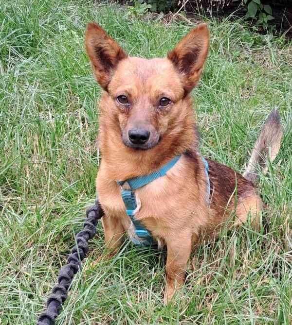 HENIO maleńki grzeczny piesek szuka  domu Mszczonów - zdjęcie 1