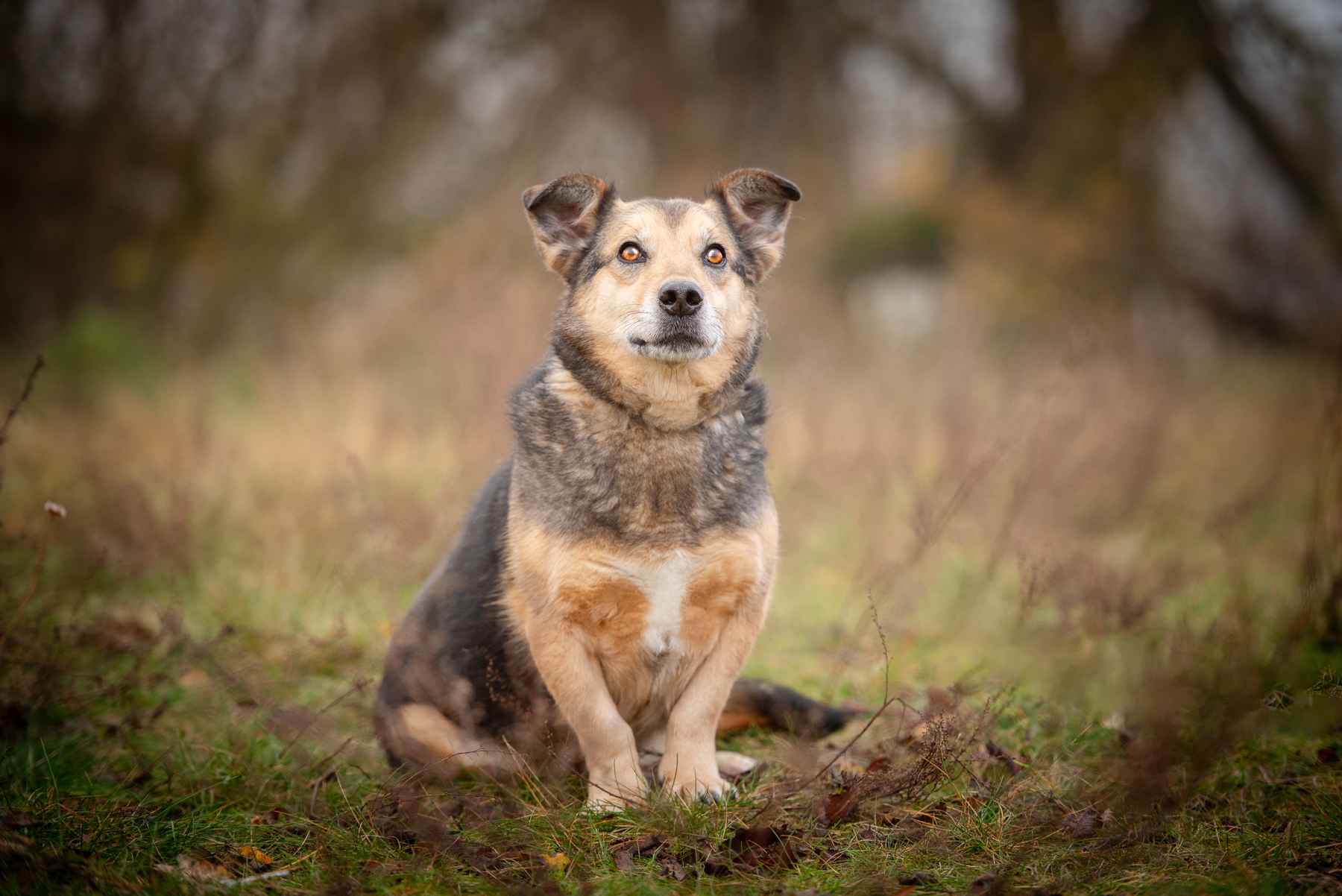 Figa - suczka w typie corgi, wesoła Olsztyn - zdjęcie 5