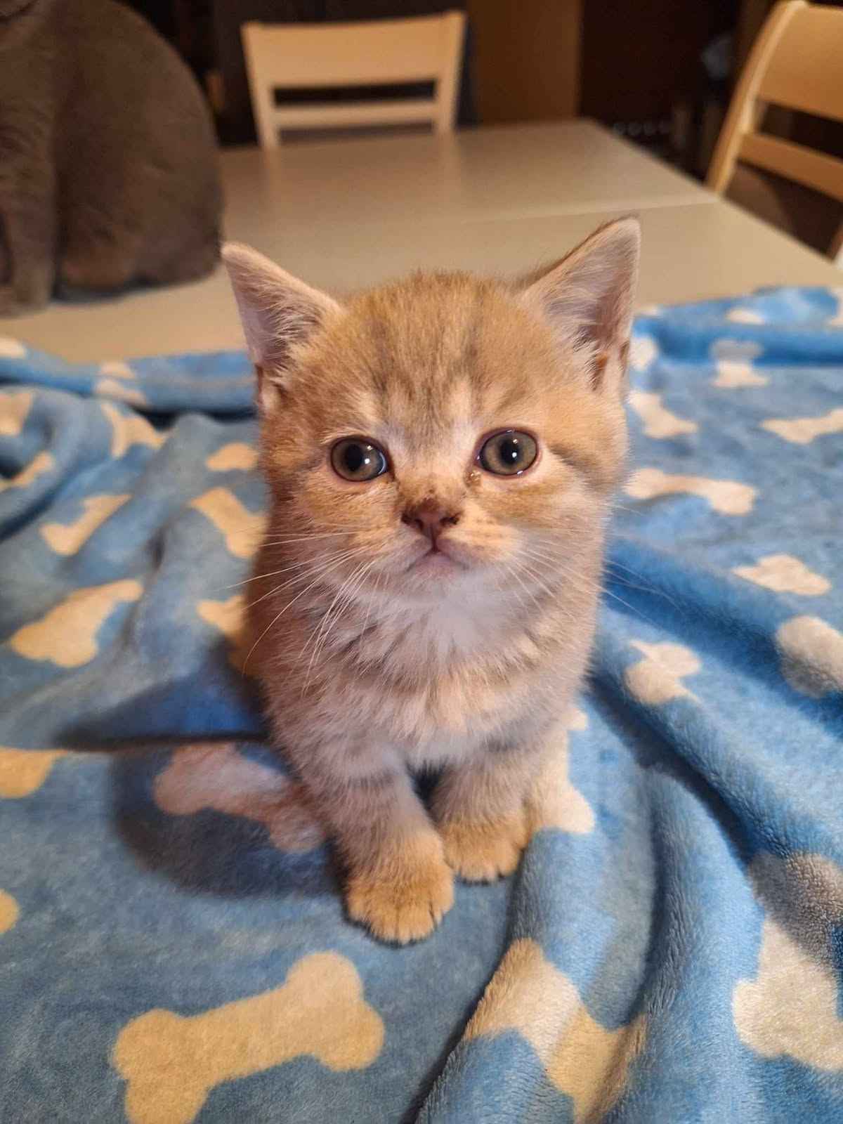 Kotki brytyjskie już do odbioru Ćmielów - zdjęcie 2