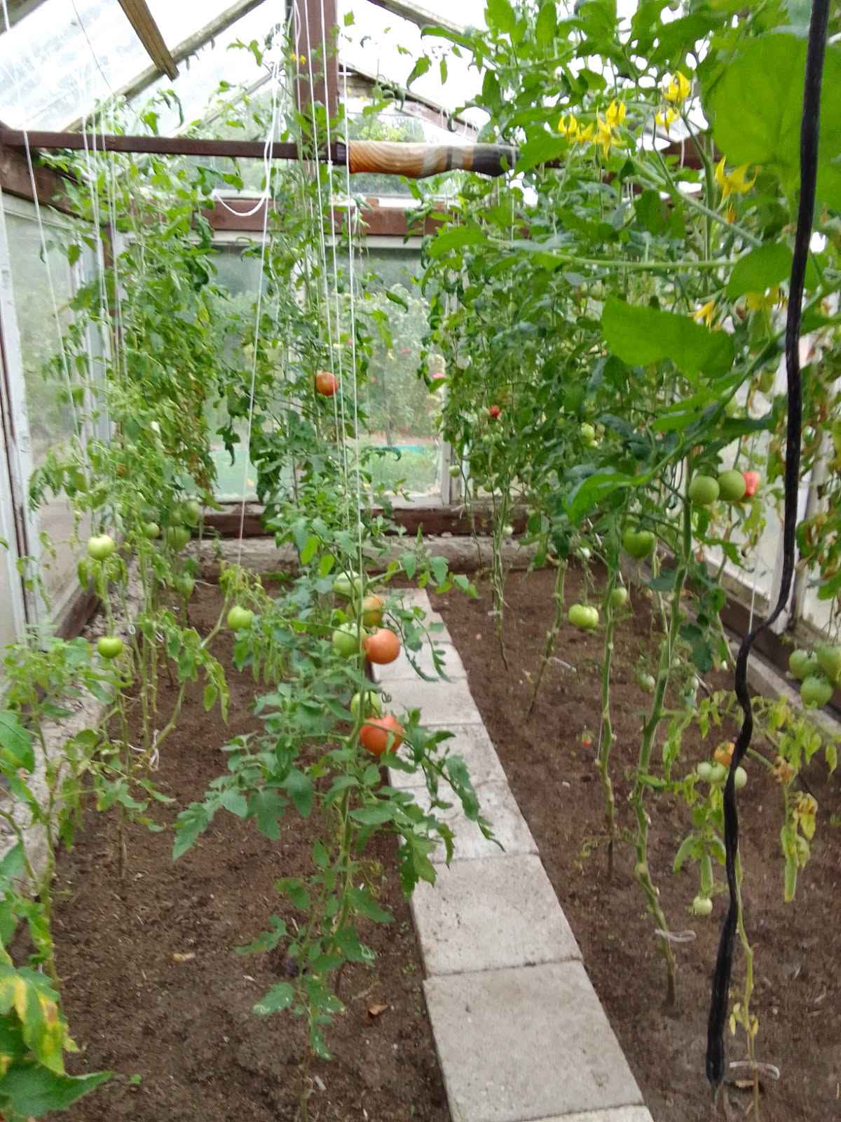 Działka rekreacyjna ROD 🍓 Iława Iława - zdjęcie 1