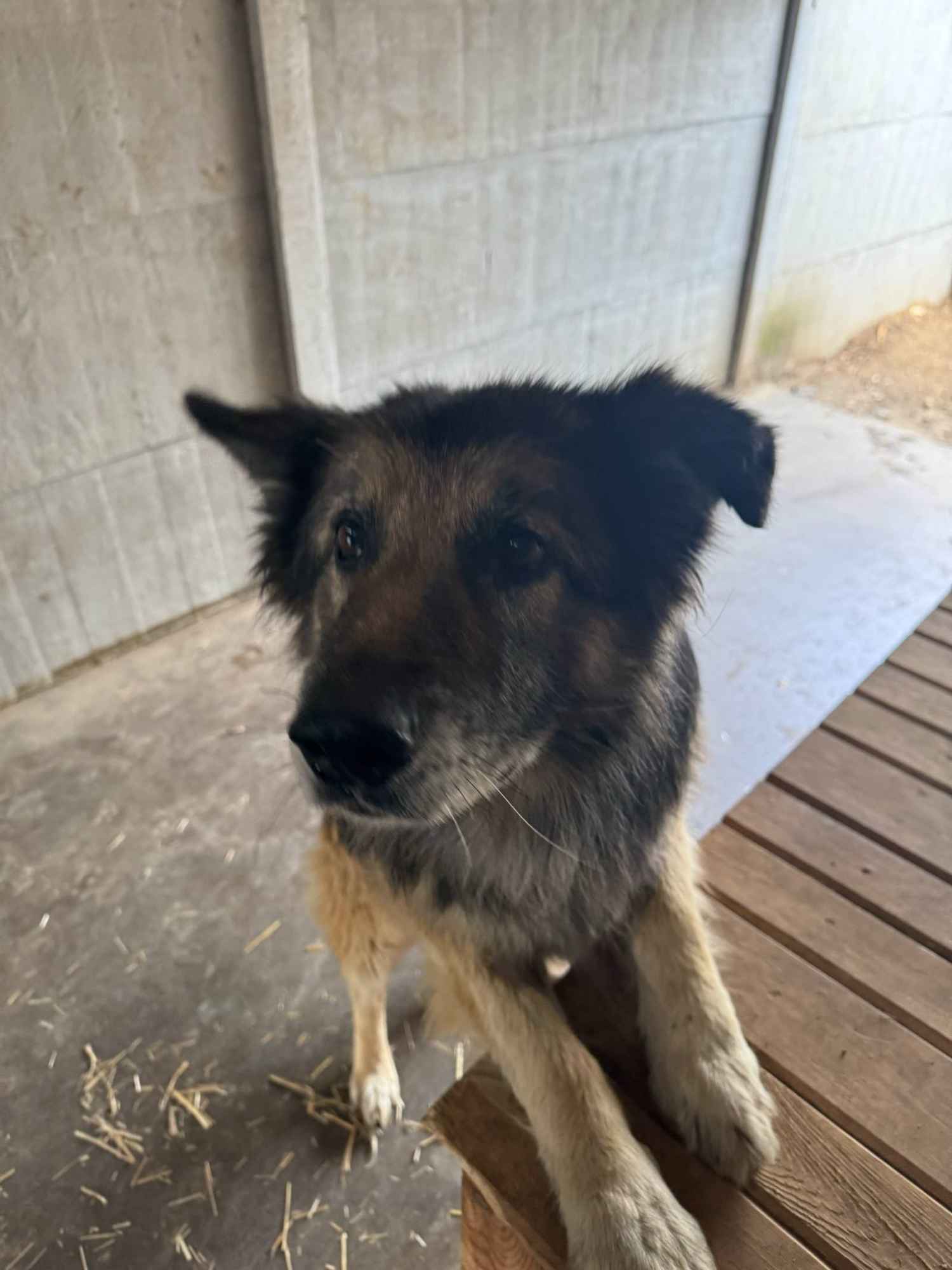 Aron - kochany, przyjazny owczarek szuka domu! Olsztyn - zdjęcie 1