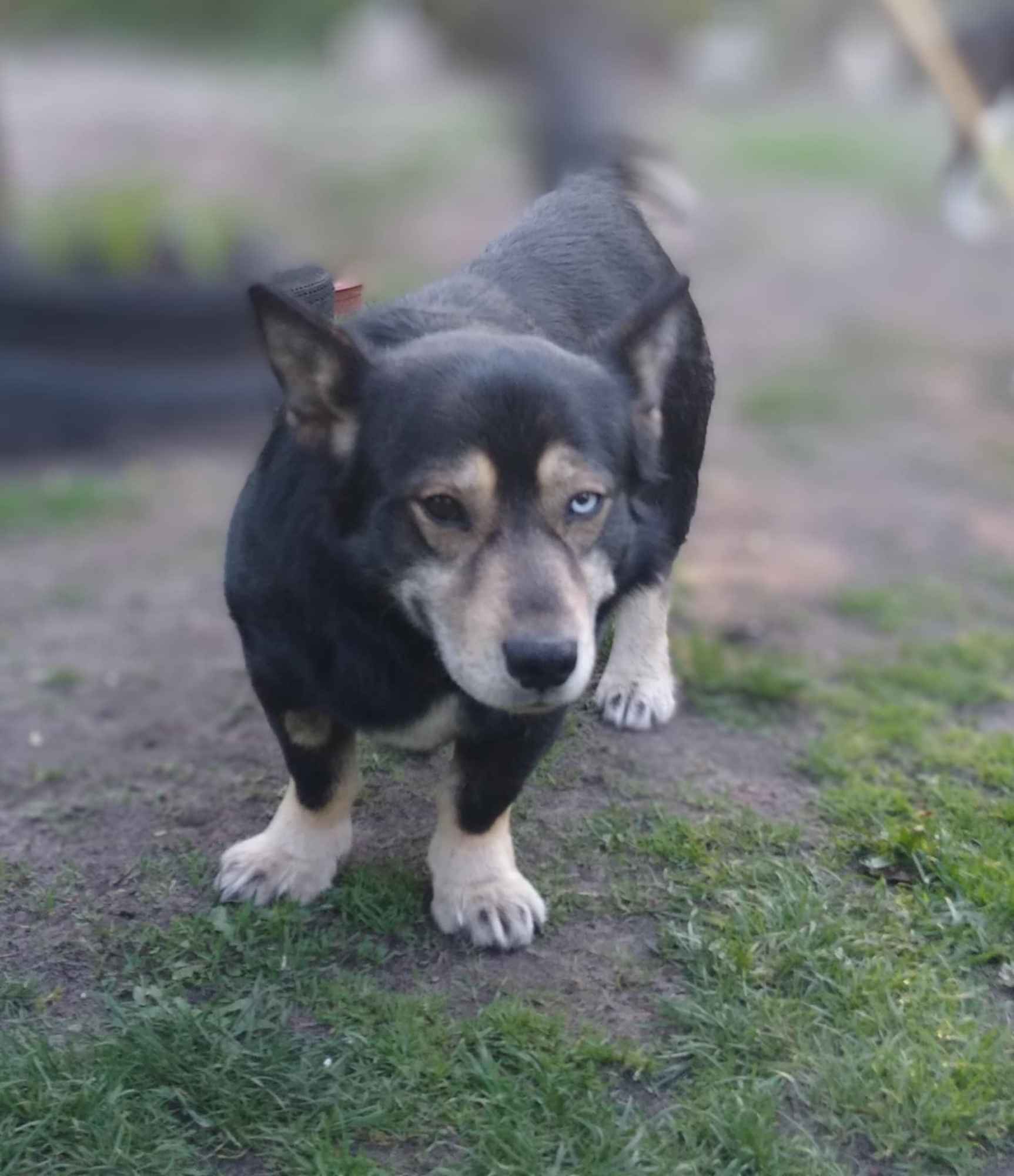 Minihusky, miastowy, wychowany CORGI mix Olsztyn - zdjęcie 2