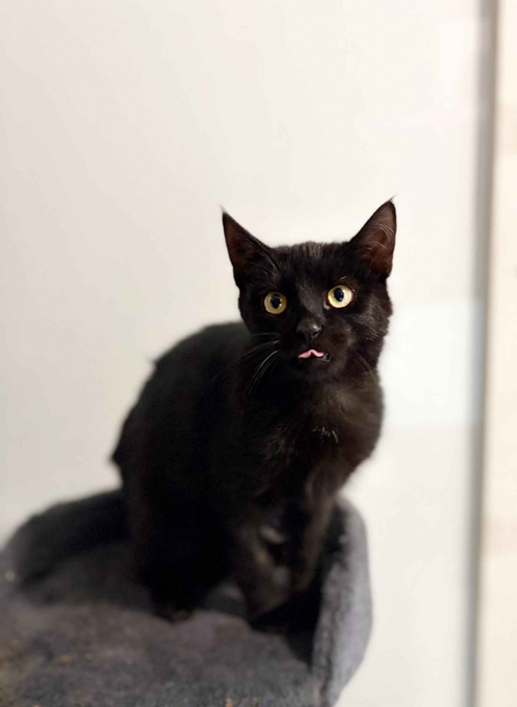 6 miesięczny kociak Gizmo szuka domu Olsztyn - zdjęcie 1