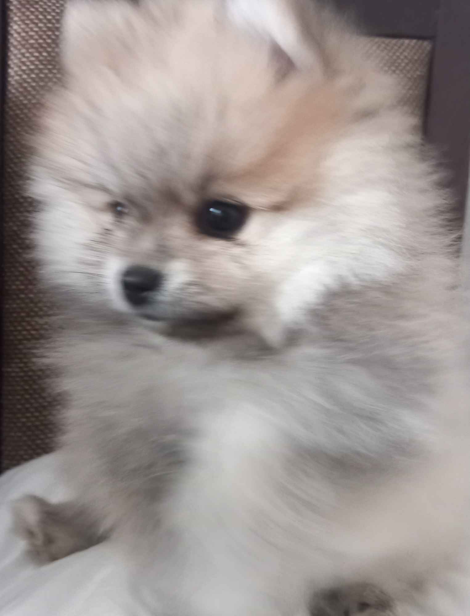 Szpic miniaturowy pomeranian Radomsko - zdjęcie 1