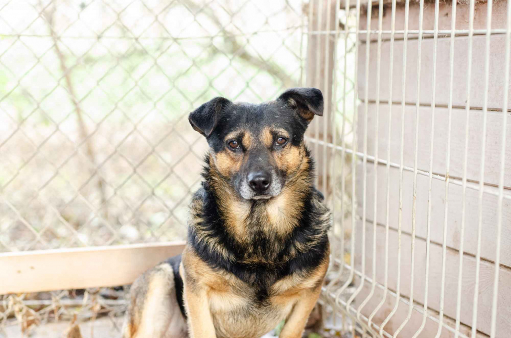 Edek - nieduży i niekonfliktowy psiak szuka domu! Olsztyn - zdjęcie 1