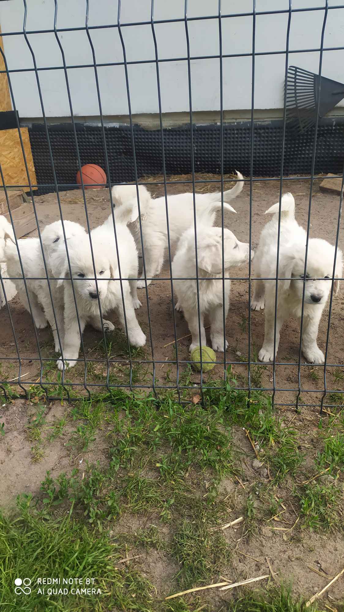 Psy owczarki Podchalanskie Łochów - zdjęcie 11