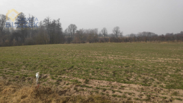 Sprzedam działki rolne z WZ w Strzyżewie Strzyżew - zdjęcie 8