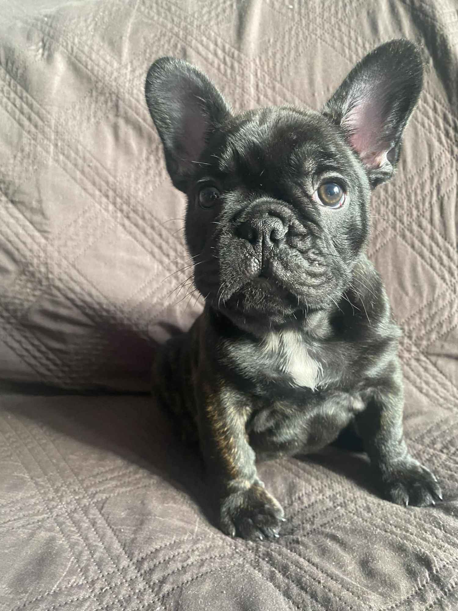 Buldog Francuski Celestynów - zdjęcie 10