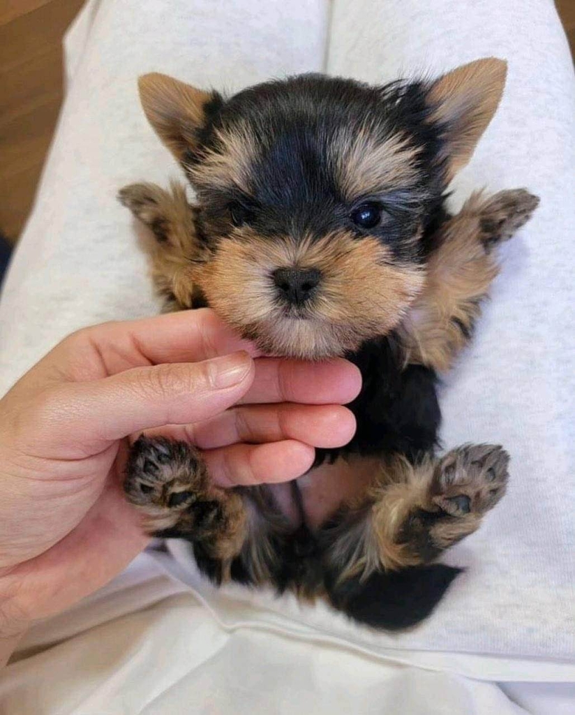 Szczenięta Yorkshire terrier miniaturowe dostępne już teraz. Białołęka - zdjęcie 2