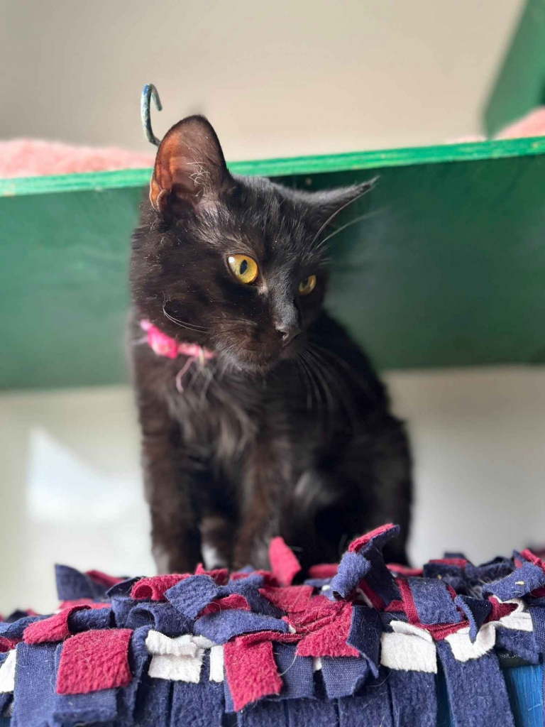 Gizmo - półroczny, wesoły kociak szuka domu! Olsztyn - zdjęcie 4