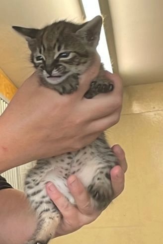 Oszałamiający ogromny kociak F3 TICA Savannah Bielany - zdjęcie 2