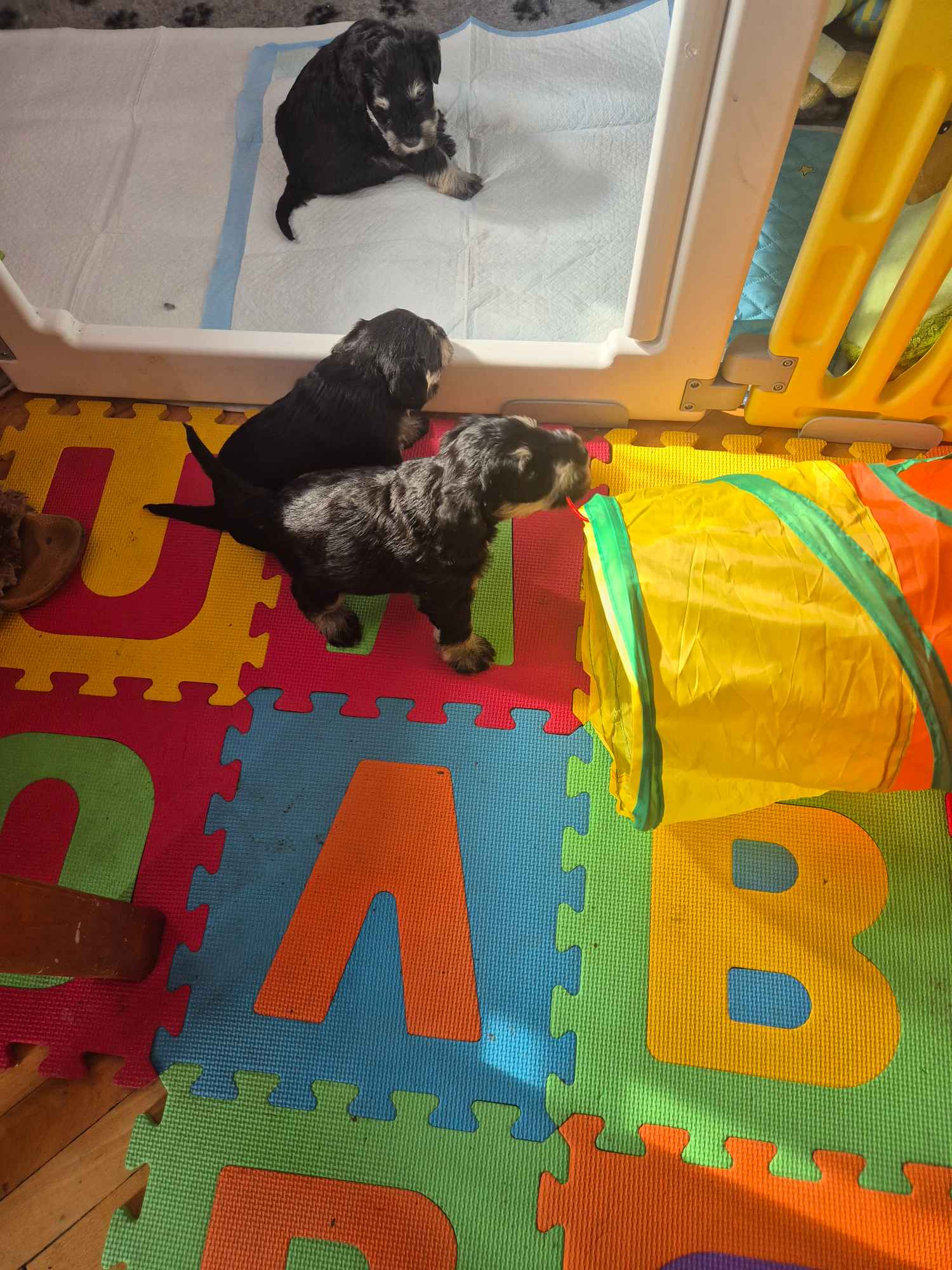 Sznaucer miniaturowy Siedlce - zdjęcie 1