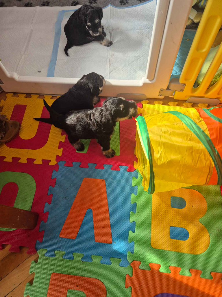 Sznaucer miniaturowy Siedlce - zdjęcie 1