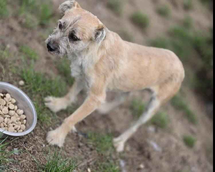 SKIPPER mały piesek szuka domu Białołęka - zdjęcie 2