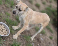 SKIPPER mały piesek szuka domu Białołęka - zdjęcie 2