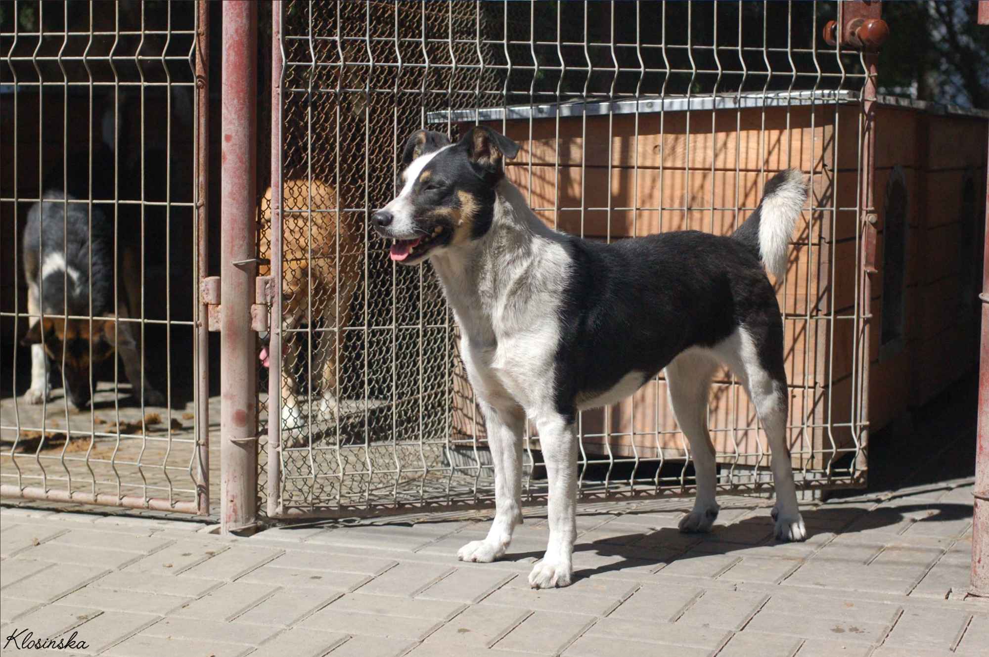 Pepsi i Cola - cudowne, przyjazne siostry do pokochania Olsztyn - zdjęcie 7