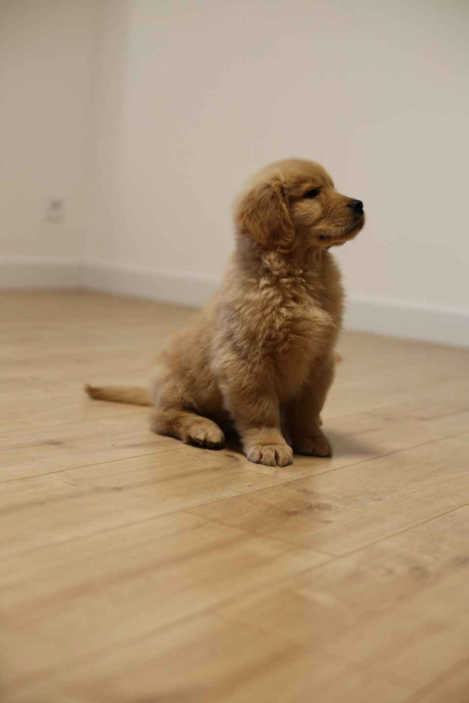 GOLDEN RETRIEVER- typ amerykański, złote szczenięta, ZKwP Psie Pole - zdjęcie 7