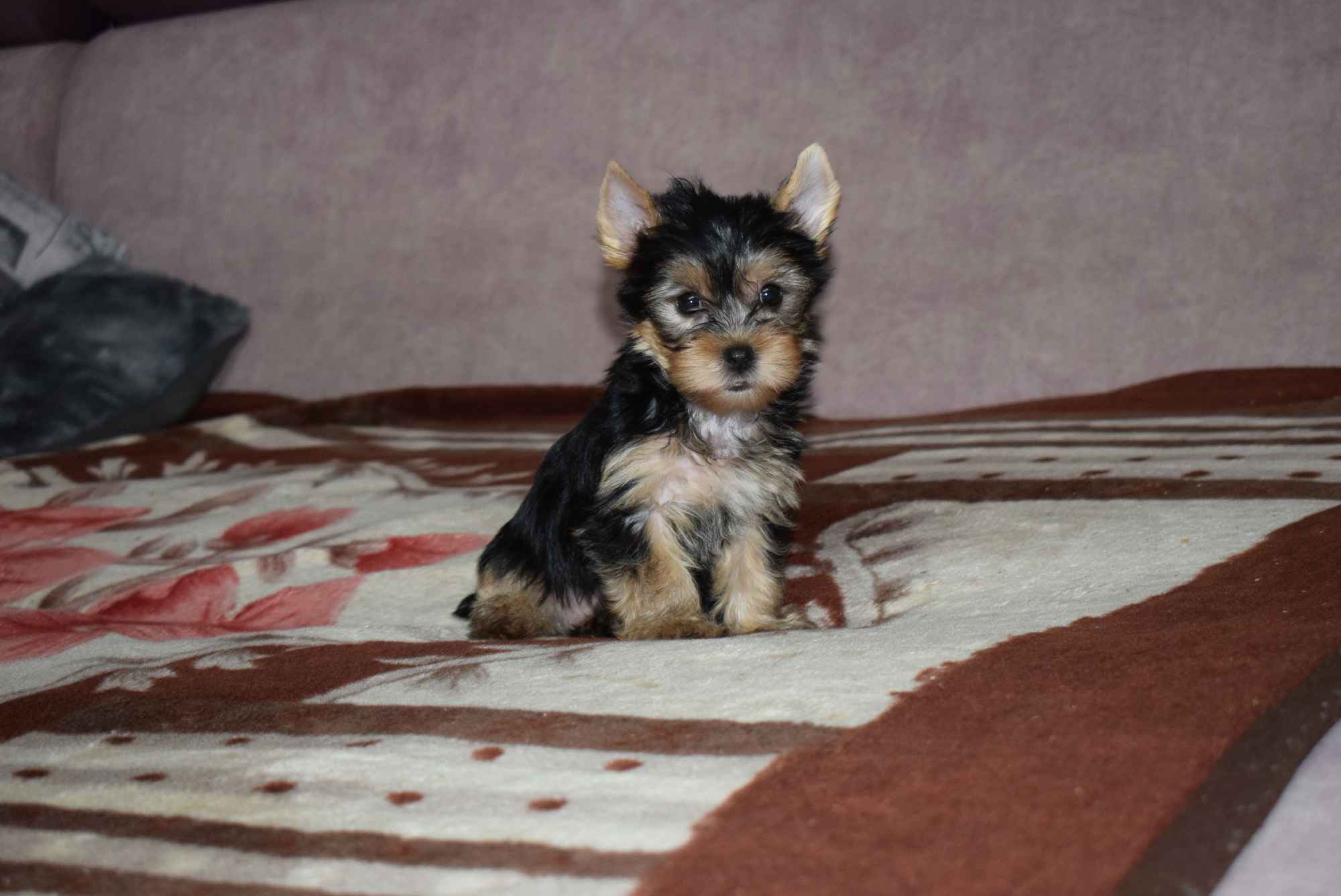 Yorkak Yorkshire Terrier Suczka York - TRANSPORT Wągrowiec - zdjęcie 2