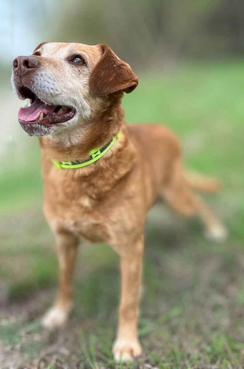 Staś, psi dziadek szuka domu na jesień życia Olsztyn - zdjęcie 2