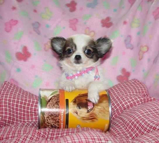 piękne psy i suki Chihuahua mini z certyfikatem Bemowo - zdjęcie 10