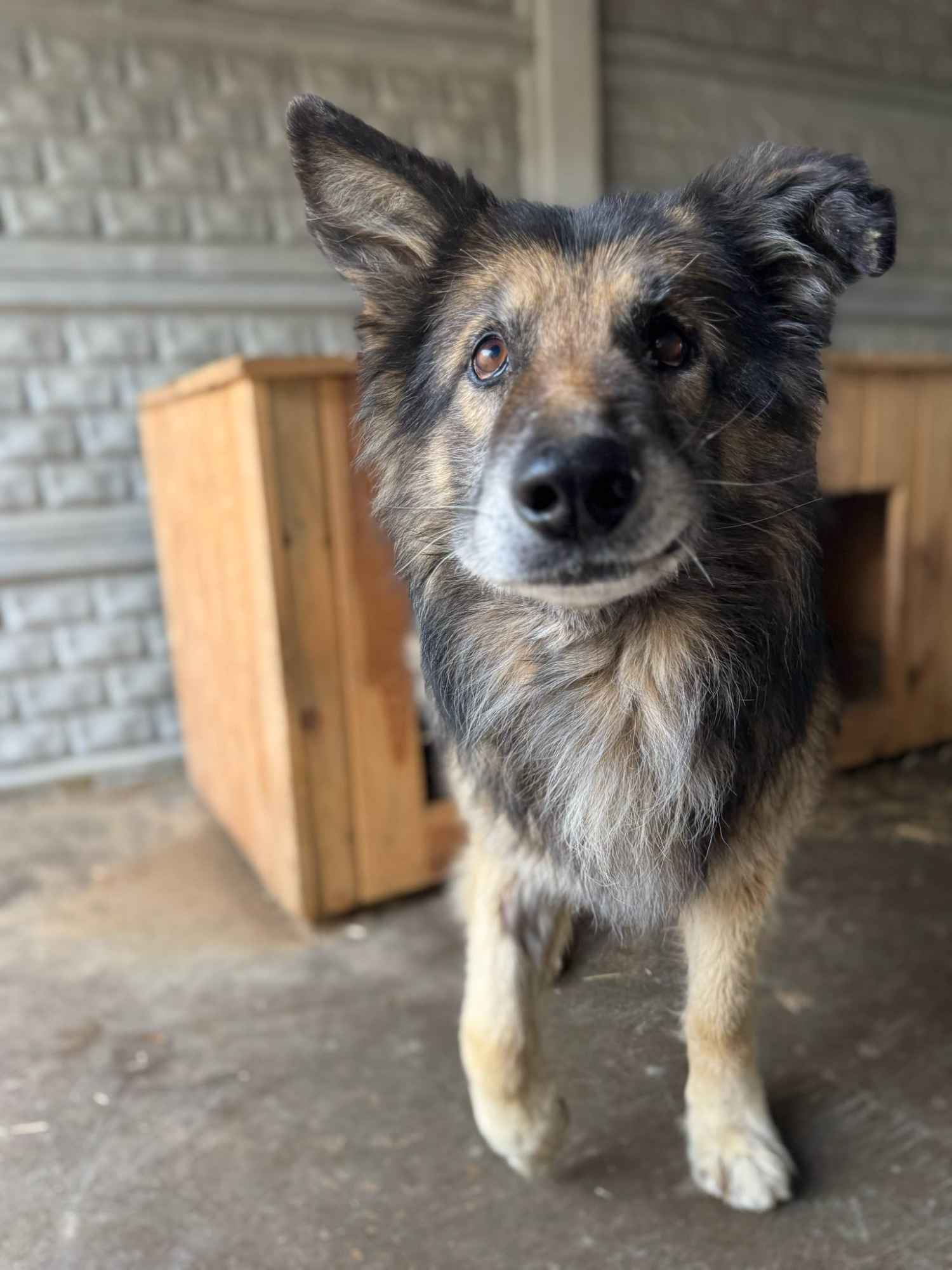 Aron - kto pokocha starszego psa? Olsztyn - zdjęcie 1