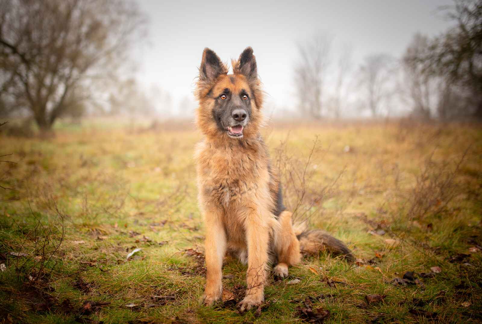 Ares - młody przepiękny owczarek szuka spokojnego domu! Olsztyn - zdjęcie 8