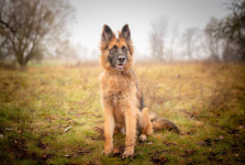 Ares - młody przepiękny owczarek szuka spokojnego domu! Olsztyn - zdjęcie 8