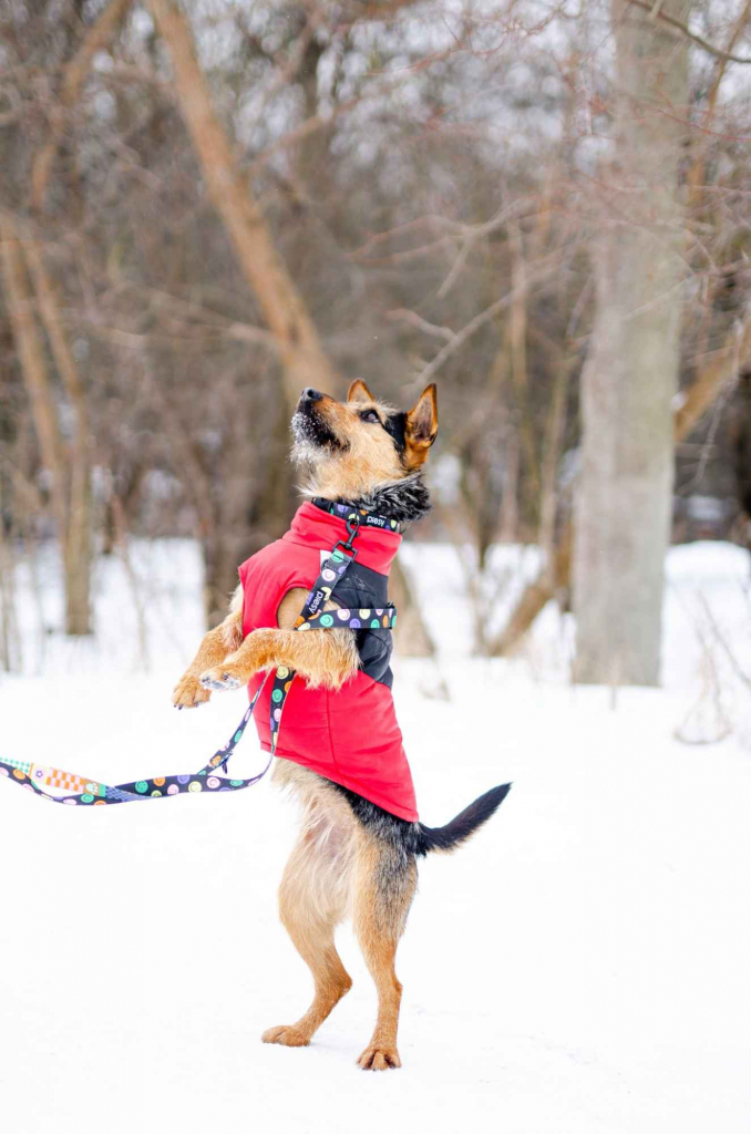 Roxi - młoda, niekonfliktowa, niewielka suczka Olsztyn - zdjęcie 2