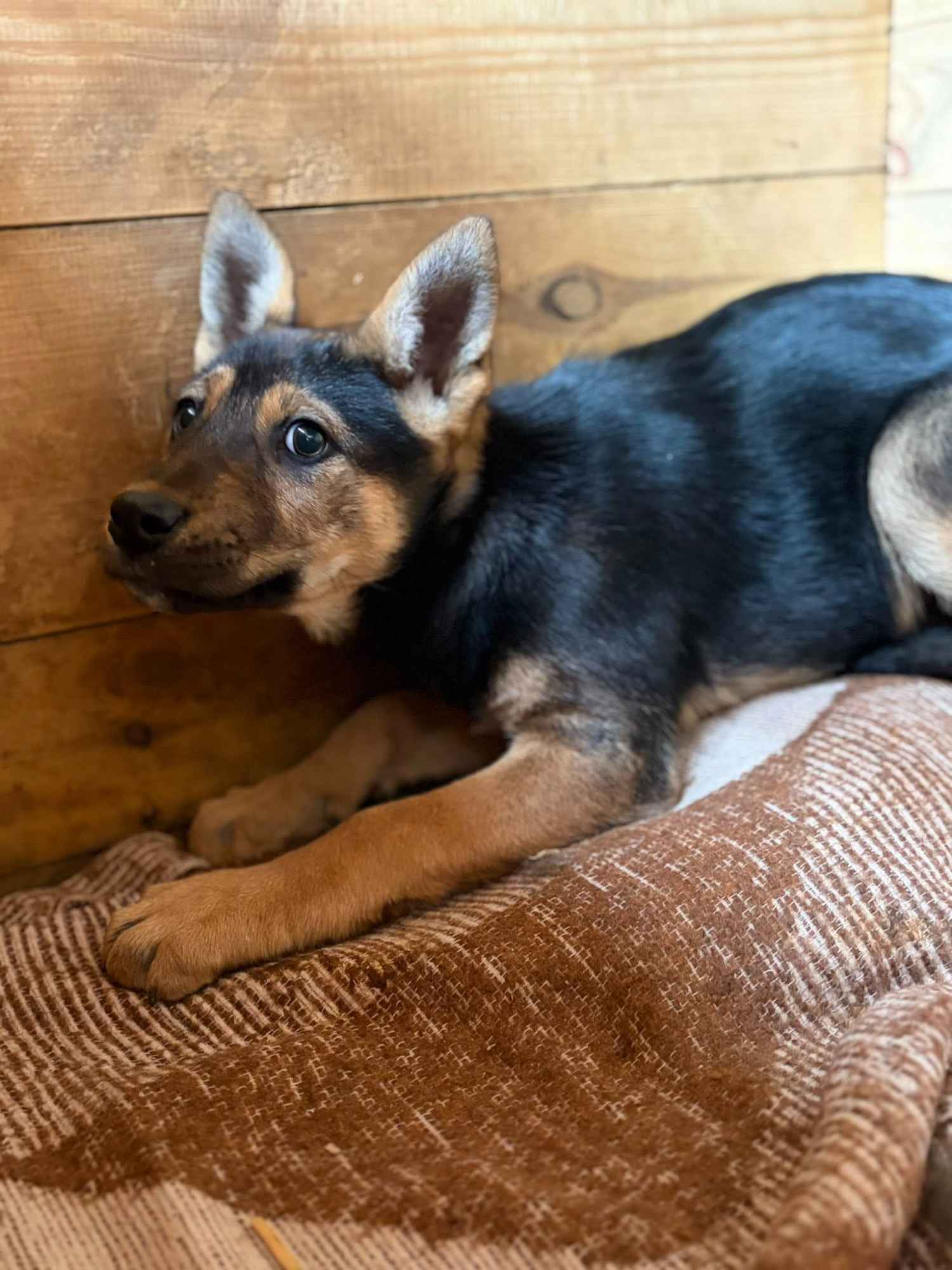Nala - 3 miesięczna, delikatna sunia SZCZENIAK Olsztyn - zdjęcie 3