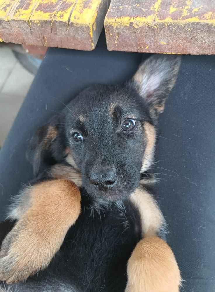 2 miesięczna Scarlett szuka domu! Olsztyn - zdjęcie 3