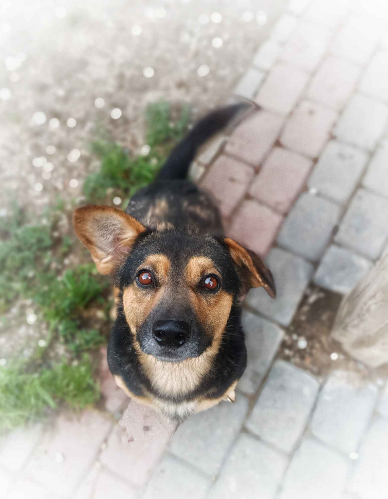 Baloo - niskopodłogowy wesołek szuka domu! Olsztyn - zdjęcie 1