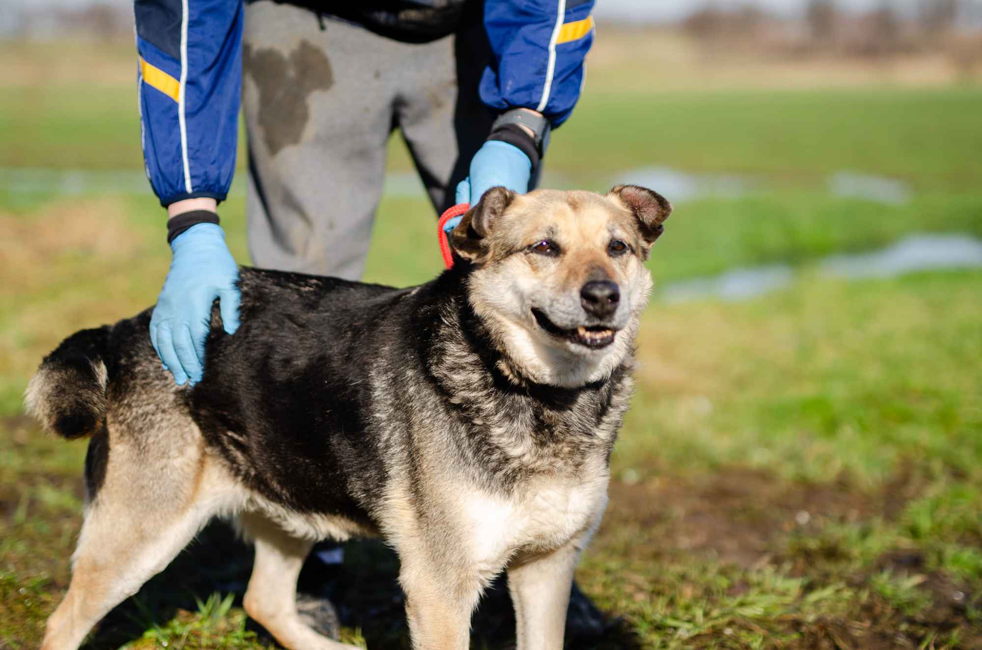 Szaza - cudowna rodzinna suczka szuka domu! Olsztyn - zdjęcie 1