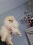 Pomeranian mini mini piesek 4m-ce Złotoryja - zdjęcie 4