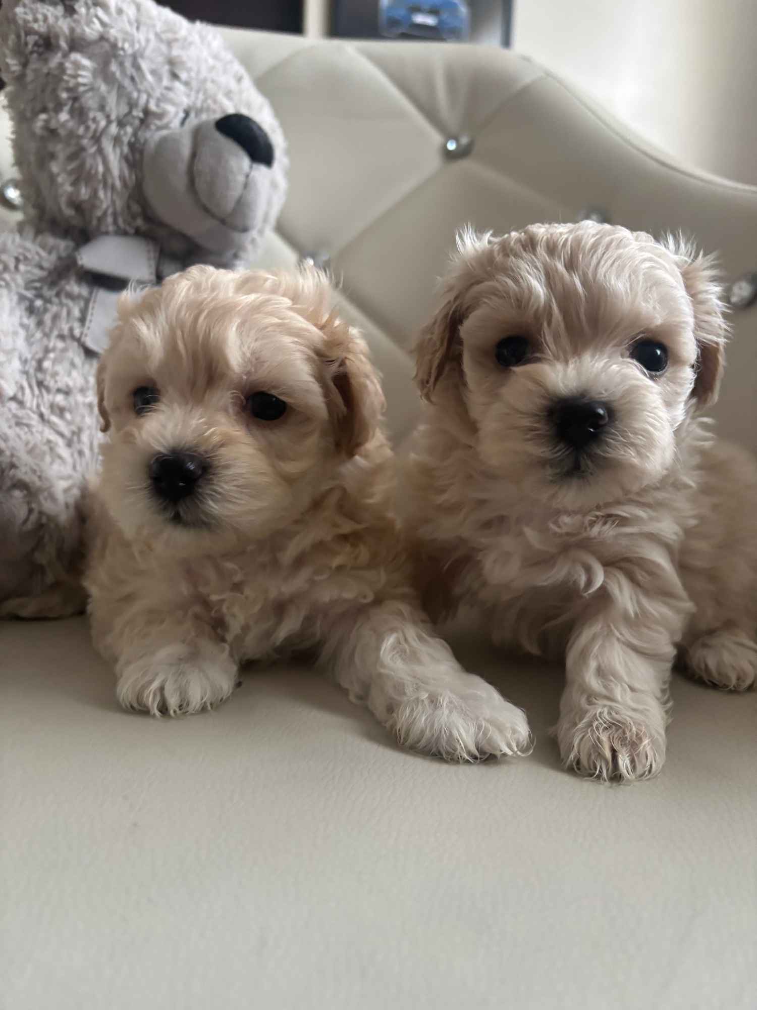 Maltipoo miniaturka 2 kg F1 Częstochowa - zdjęcie 1