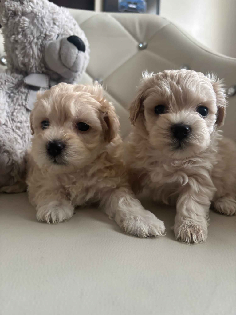 Maltipoo miniaturka 2 kg F1 Częstochowa - zdjęcie 1